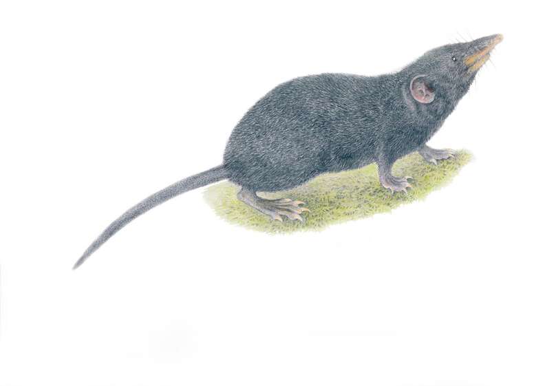 Newly discovered Palawan moss shrew