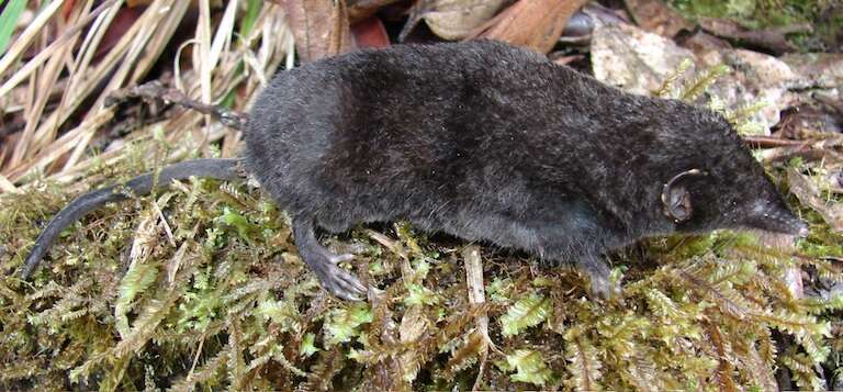 Newly discovered Palawan moss shrew