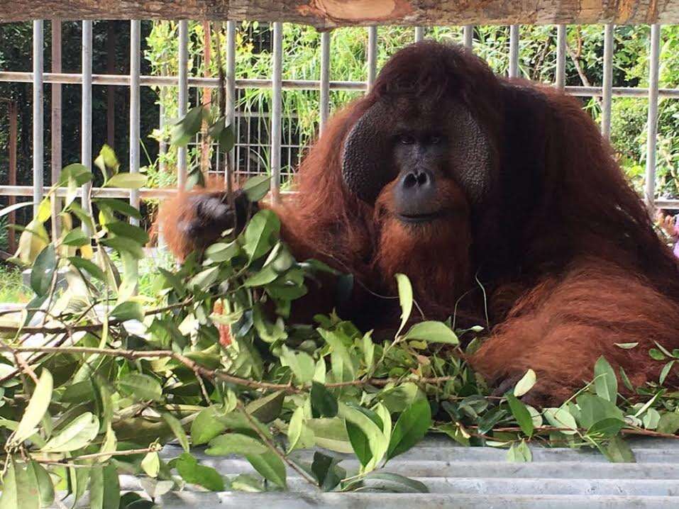 Orangutan inside enclosure at rescue center