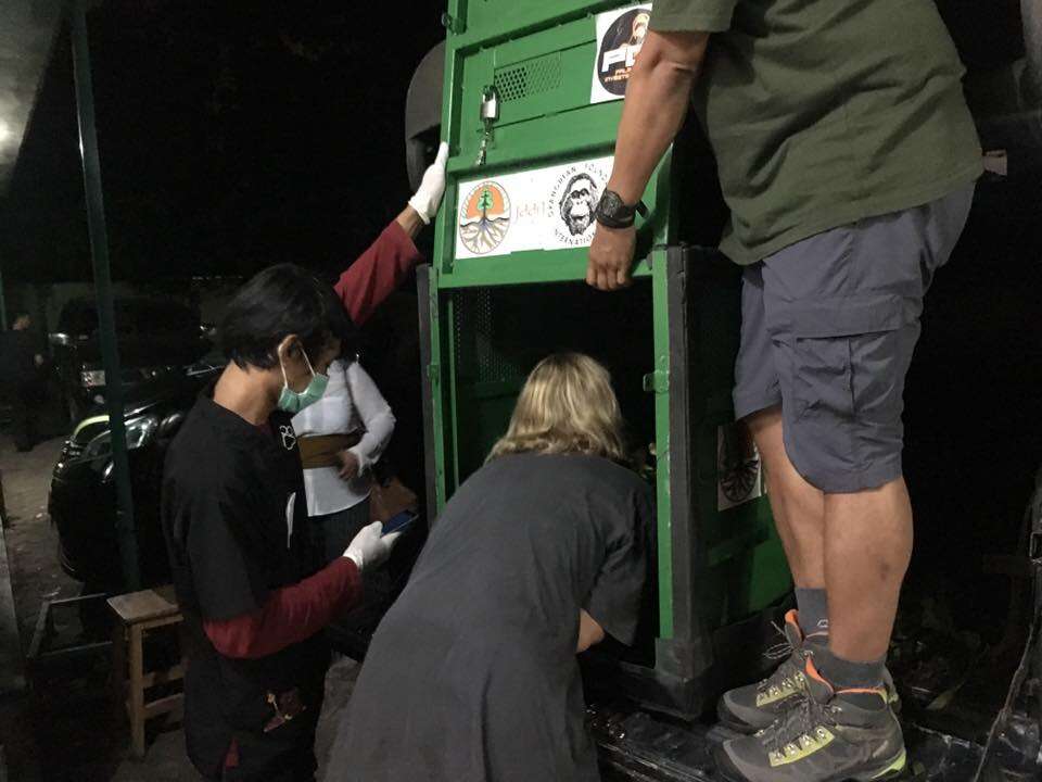 Rescuers moving sedated orangutan into travel container