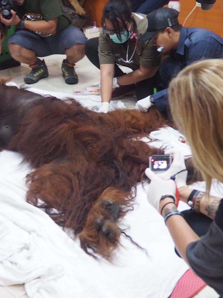 Rescue team with sedated orangutan