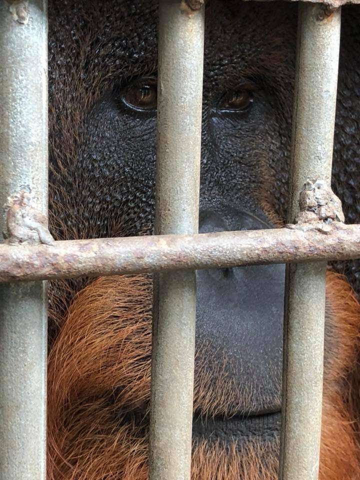 Male orangutan locked up in cage