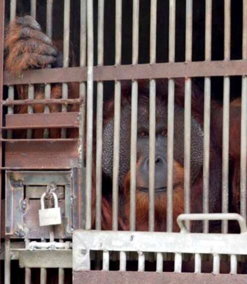 Large male adult orangutan locked up in cage