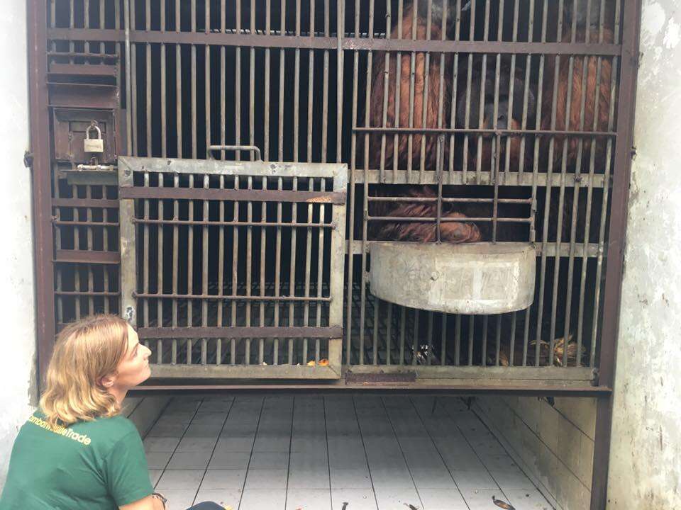 Woman looking at caged orangutan