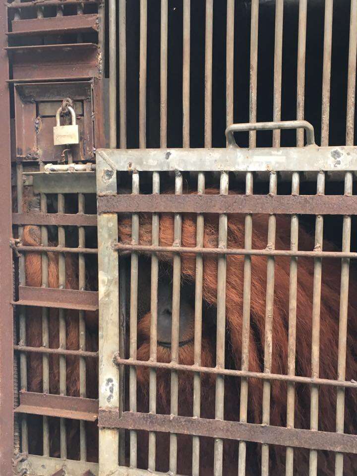 Large male orangutan locked up in cage