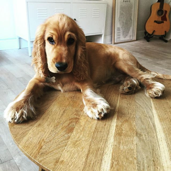 Cocker Spaniel Accidentally Eats Drugs During Walk In Denmark Park The Dodo