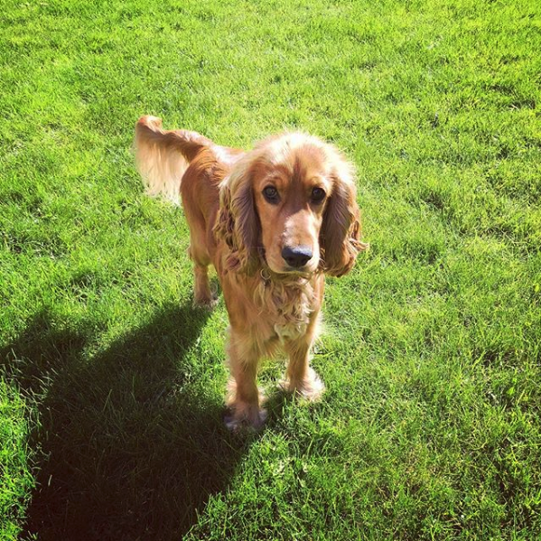 Cocker Spaniel Accidentally Eats Drugs During Walk In Denmark Park The Dodo