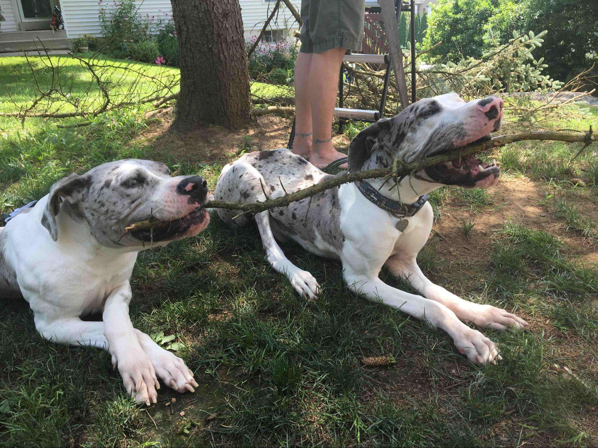 great danes playing