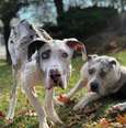 Great Dane brothers learn how to walk