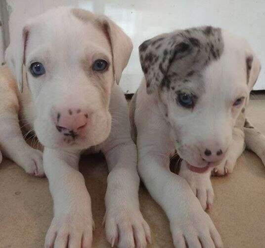 great dane puppies