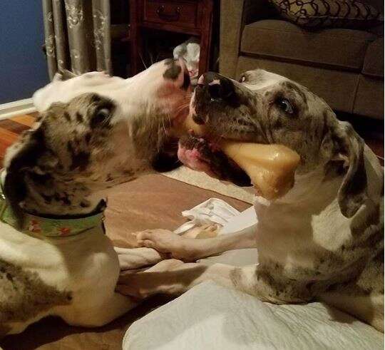 great dane brothers playing