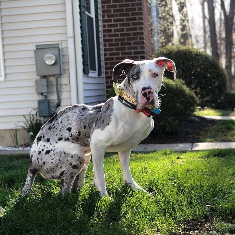 great dane dog quinn