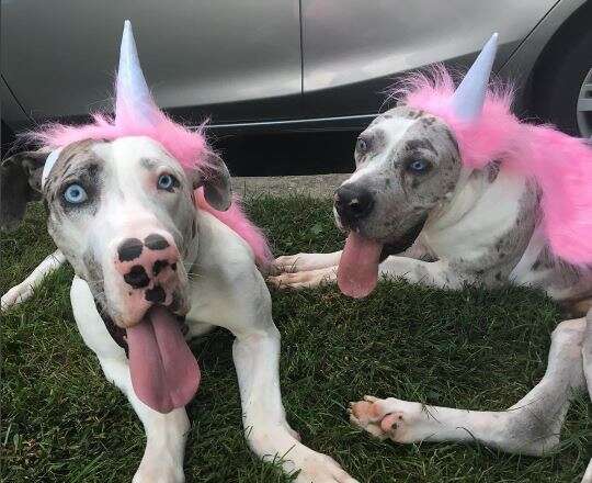 great dane brothers learn to walk