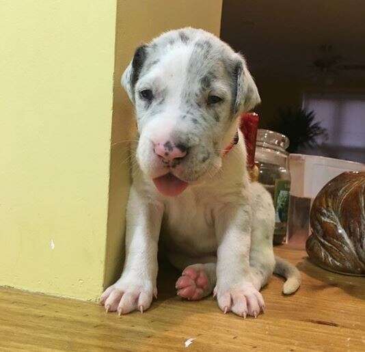 great dane puppy quinn