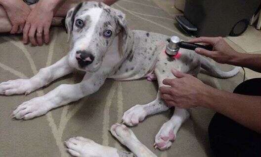 great dane puppy laser treatment