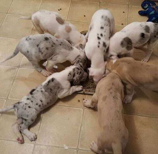 great dane puppies