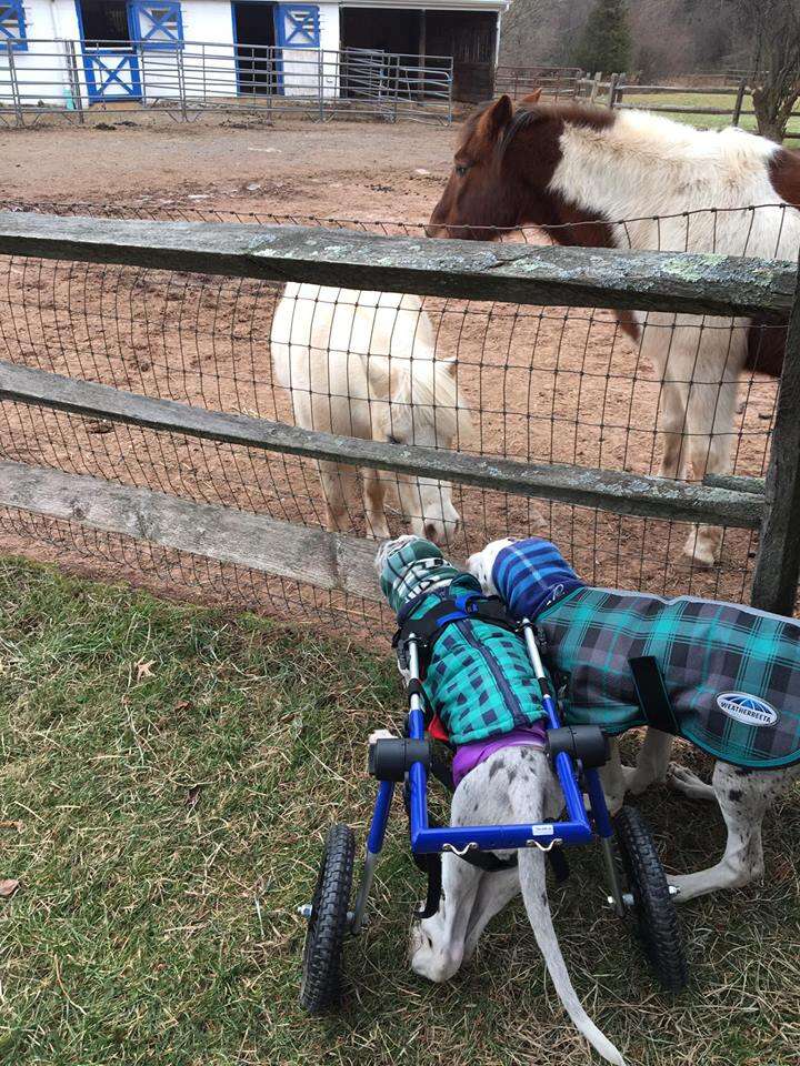 great dane dogs visit horses