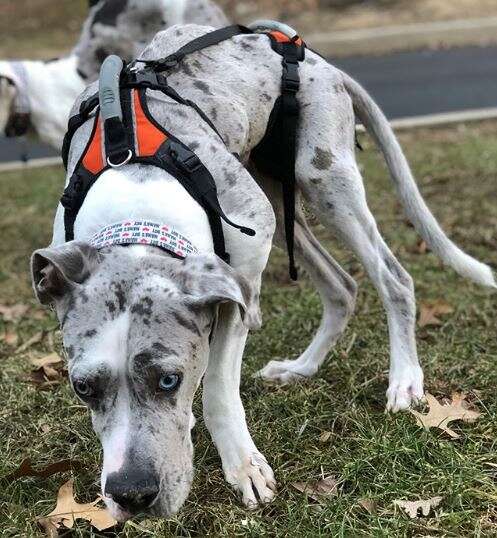 great dane puppies quinn and gray