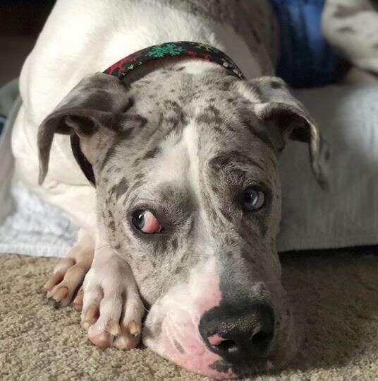 great dane dog quinn