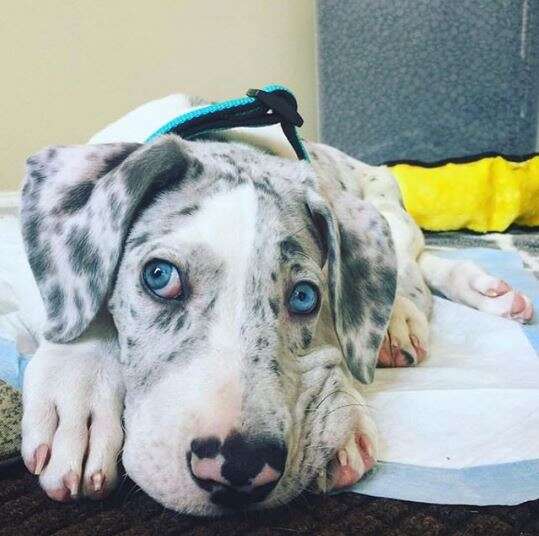 great dane puppy quinn