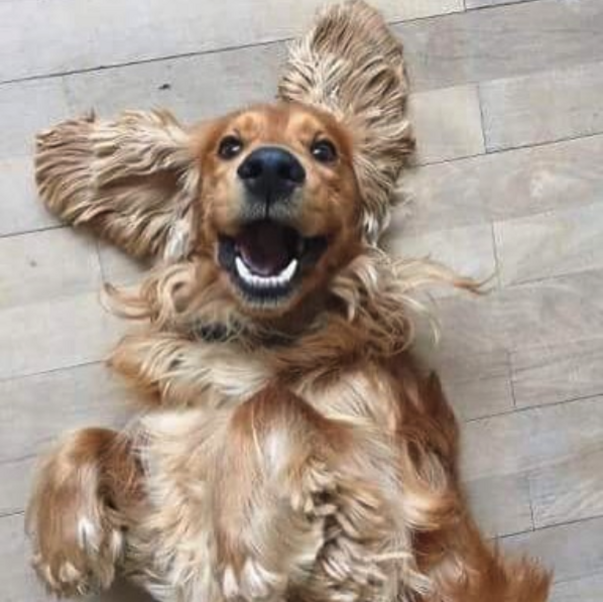 Cocker Spaniel Accidentally Eats Drugs During Walk In Denmark Park The Dodo