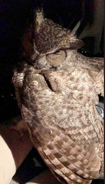 owl rescue arizonia