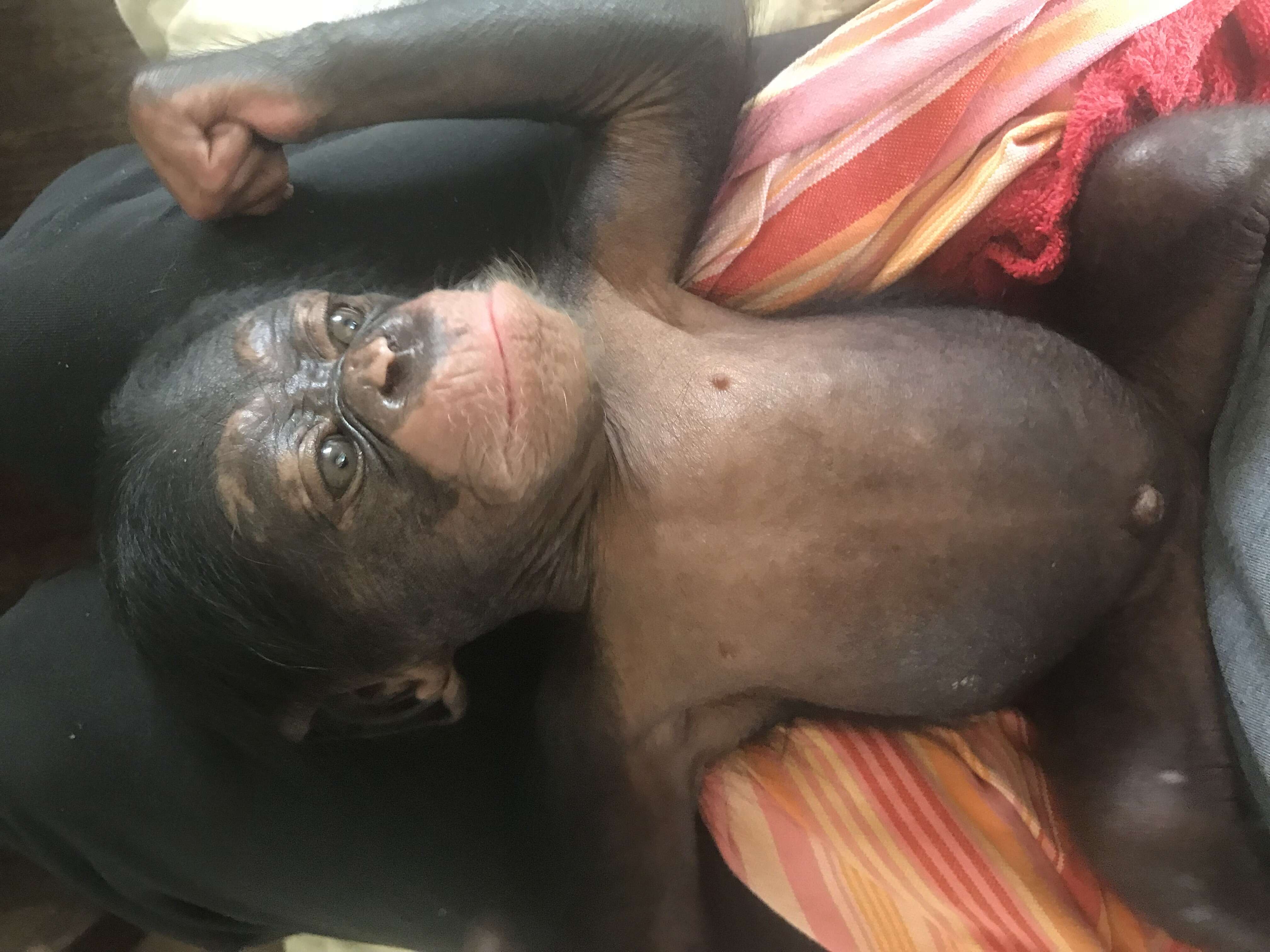 Orphaned chimp saved from trafficker