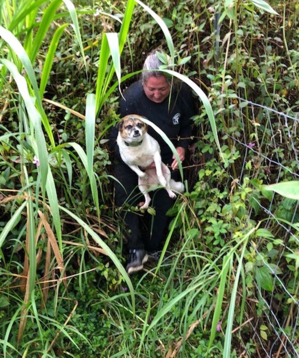 Two Lost Dogs Trapped By Volcanic Lava Flow Rescued In Hawaii The Dodo