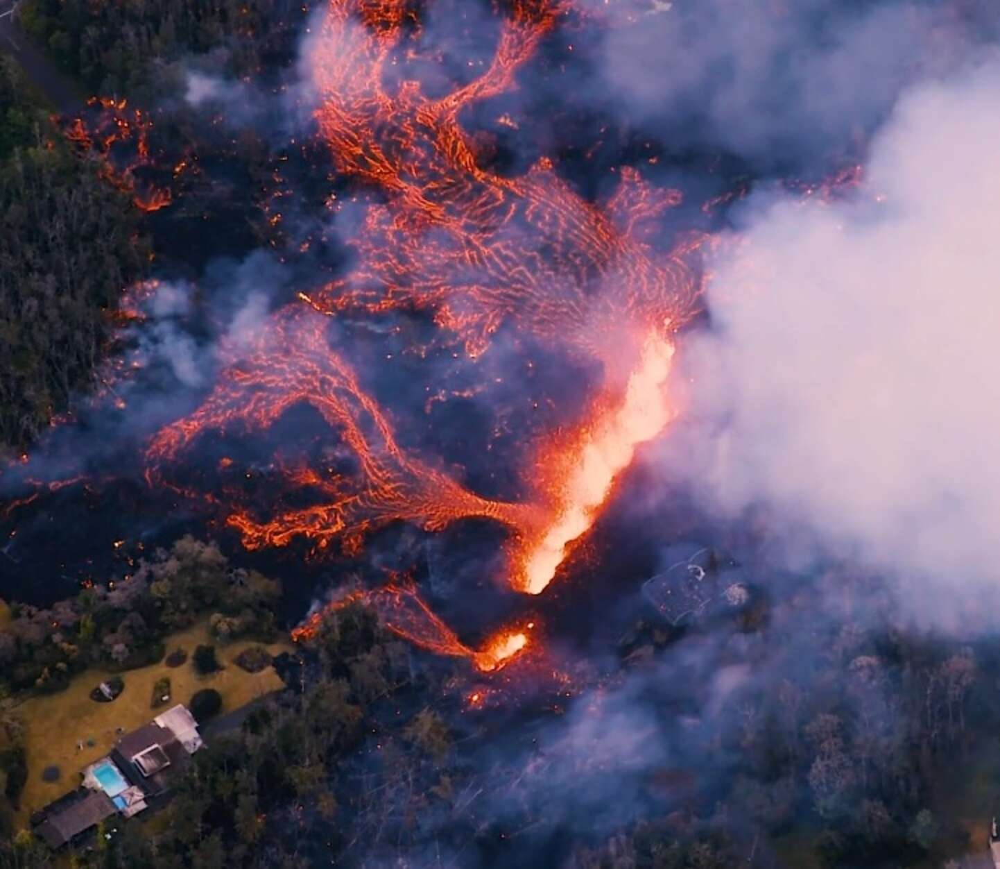 Two Lost Dogs Trapped By Volcanic Lava Flow Rescued In Hawaii - The Dodo