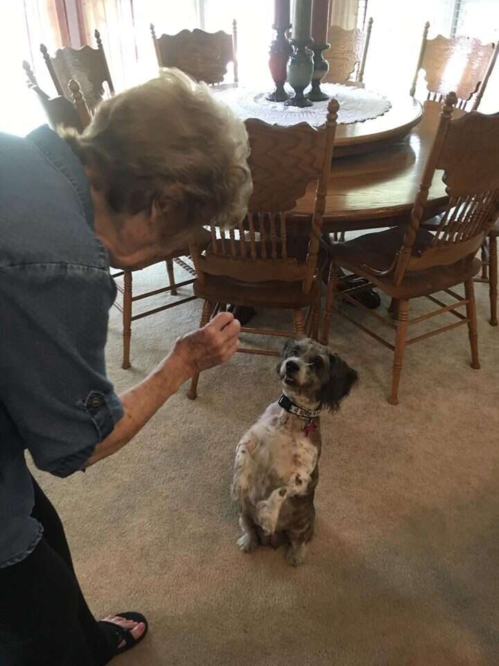 Older lady offering treat to a dog
