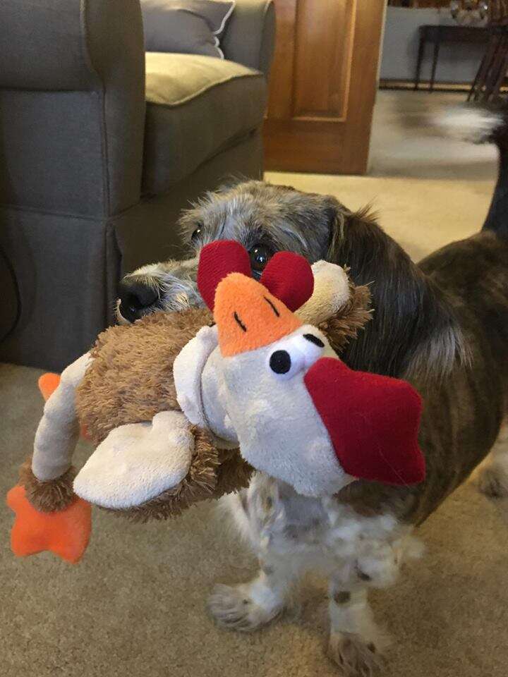 Dog holding chicken toy in her mouth