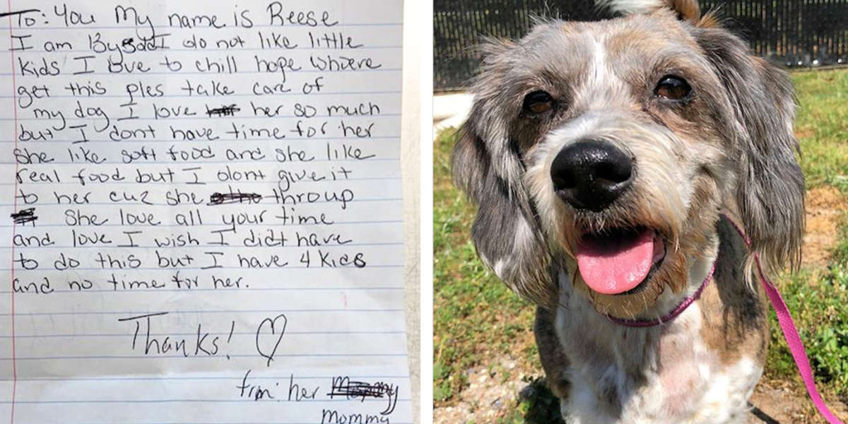 Senior Dachshund Found Alone On Lawn With The Saddest Note - The Dodo
