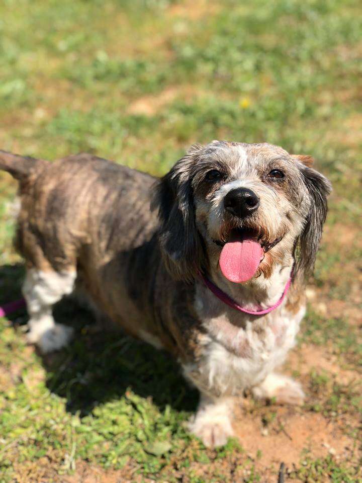 Dachshund mix smiling on camera