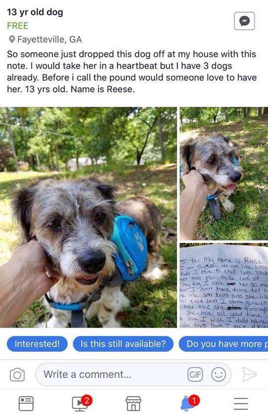 Facebook post about found dog