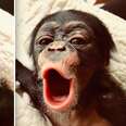 Orphaned chimp saved from traffickers in Liberia