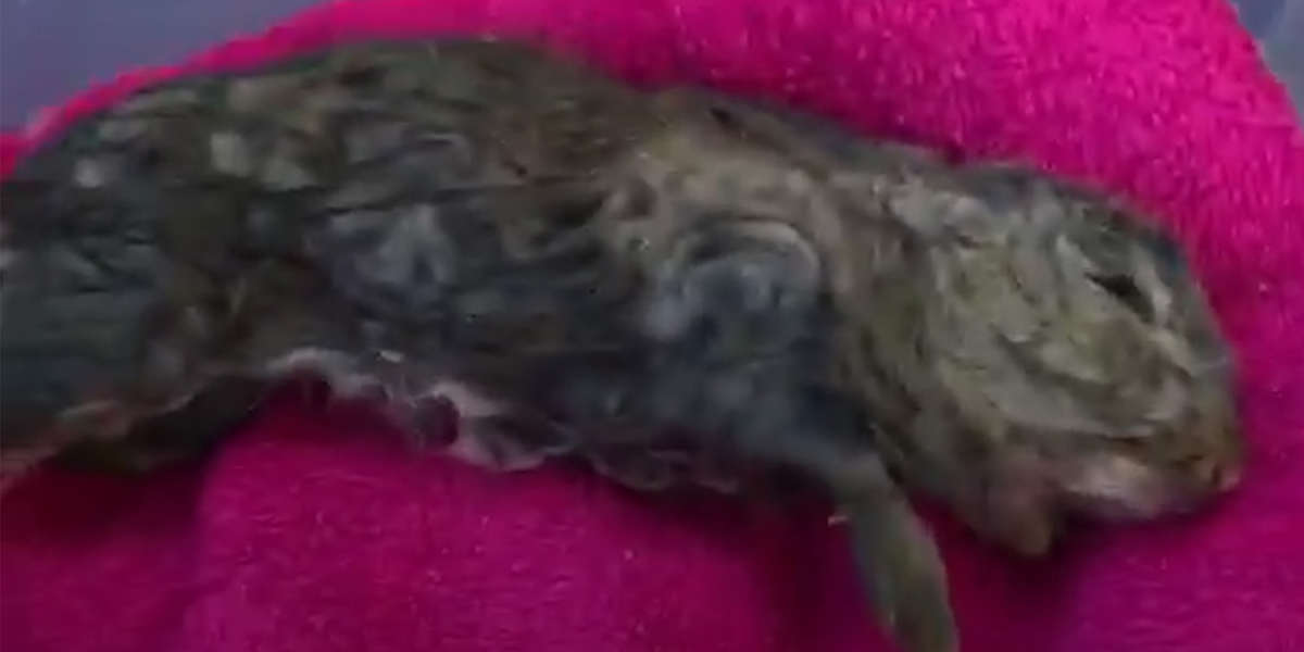 Guy Saves Unconscious Bunny From Lake - Videos - The Dodo