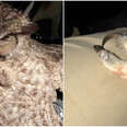 owl rescue arizona hostage