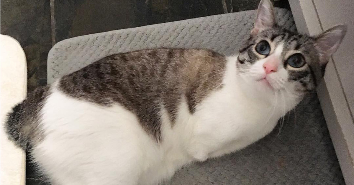 Cat Born Without Front Legs Is Unstoppable Videos The Dodo