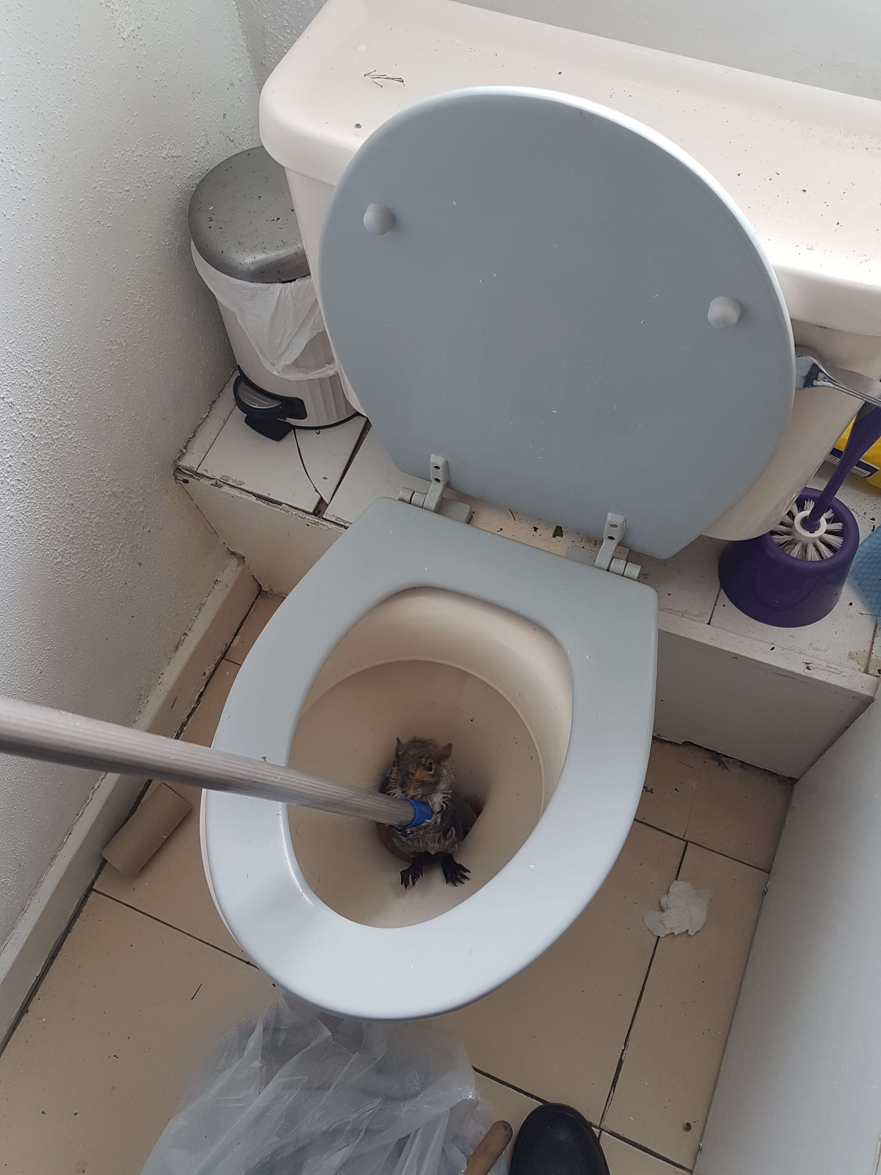 squirrel toilet rescue england