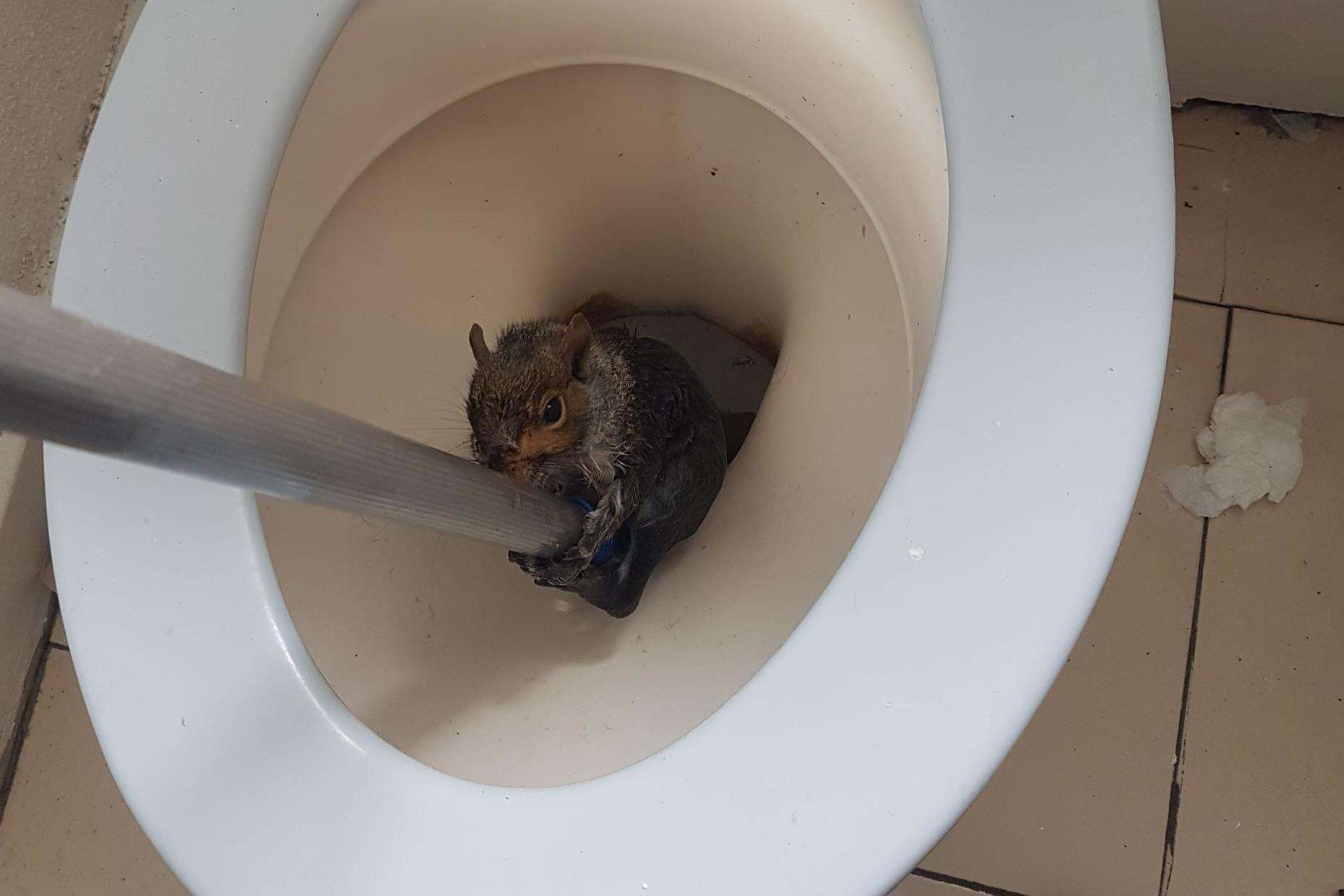 squirrel toilet rescue england