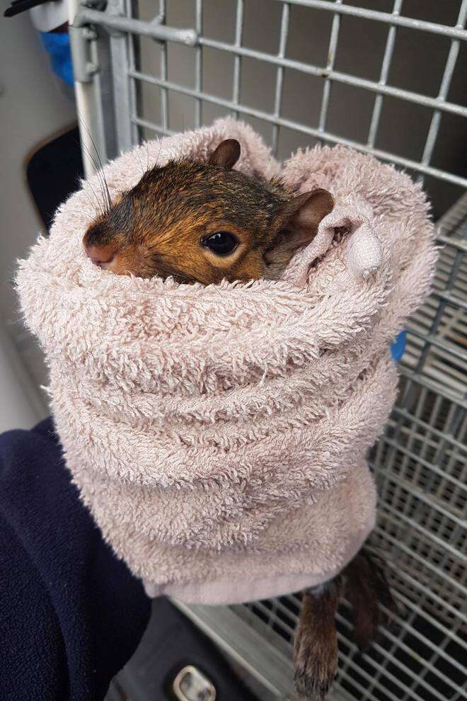 squirrel rescue toilet england