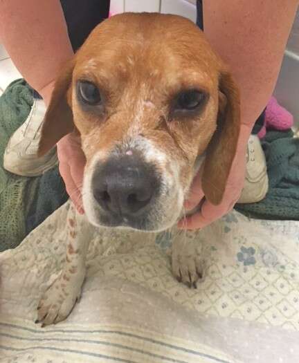 Person cradling rescued beagle