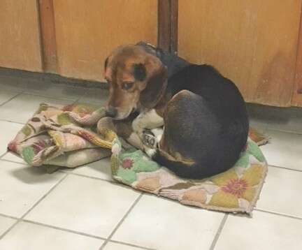 Beagle lying on carpet on the ground