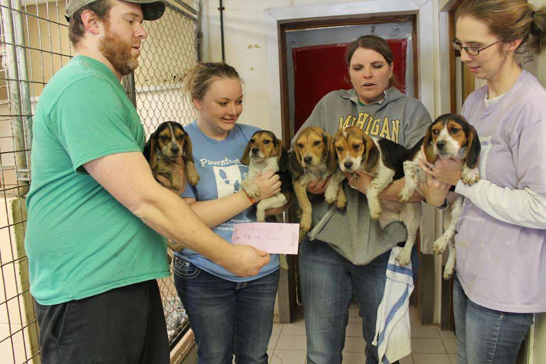 People holding rescued beagles in their arms