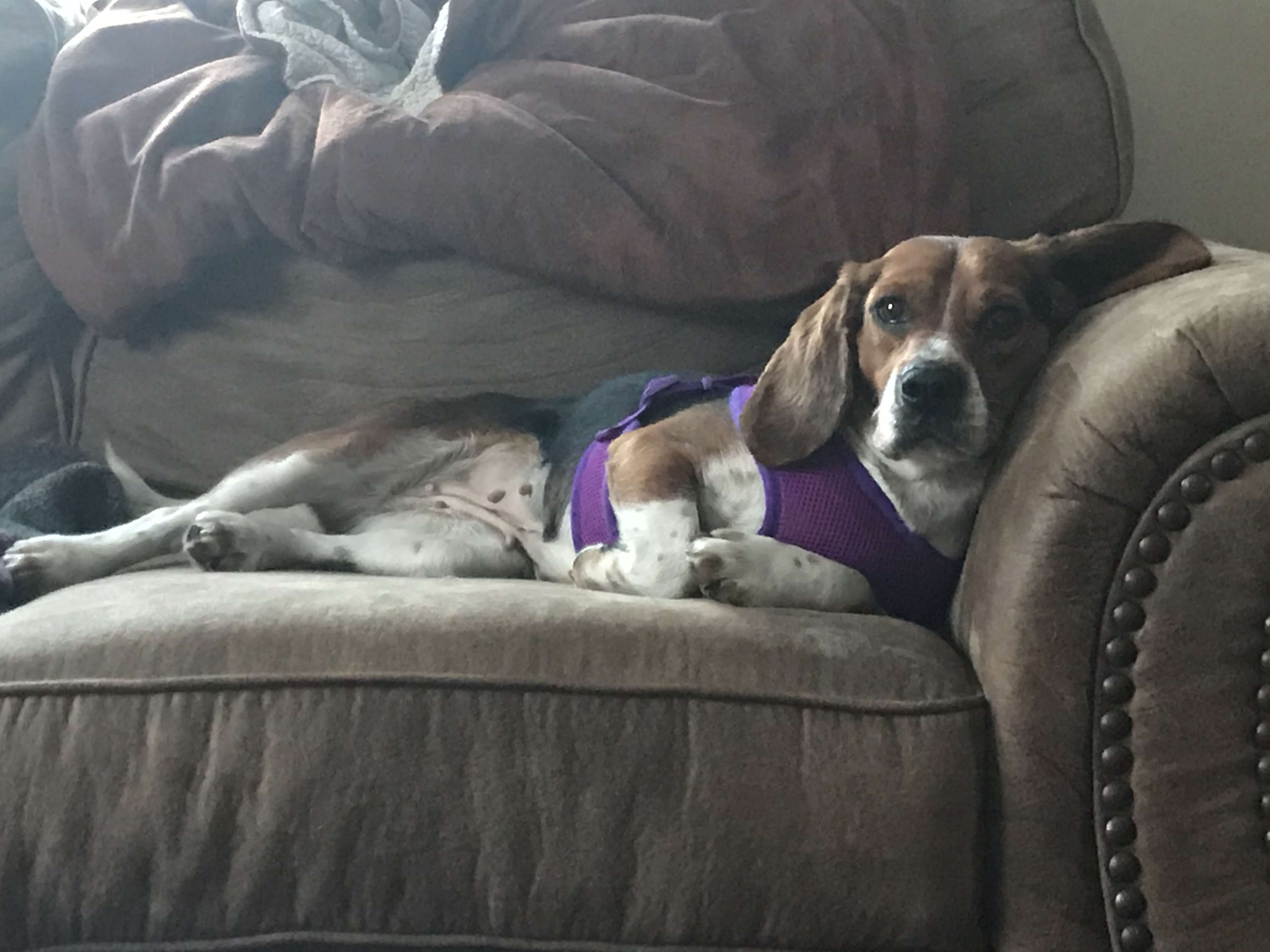 Beagle lying on couch