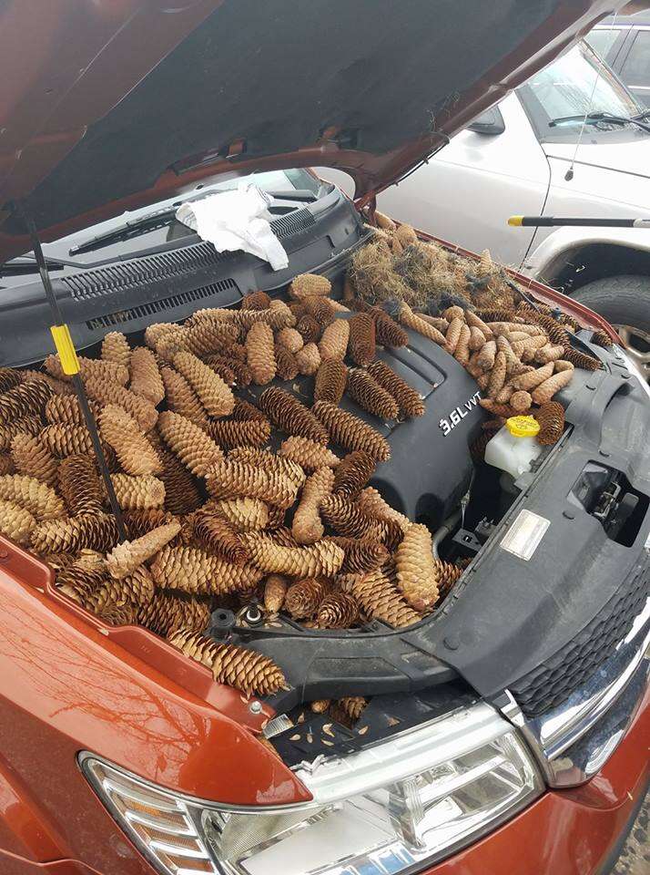 Engine bay of car filled with pine cones