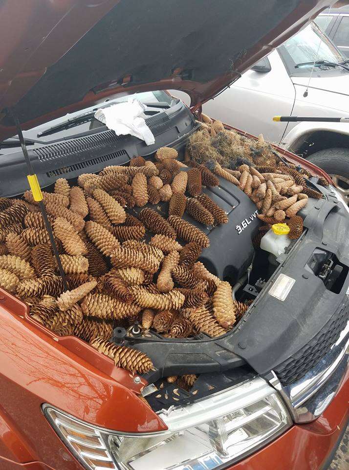 Squirrel Hides 50 Pounds Of Pine Cones Under Michigan Man S Car Hood The Dodo Squirrel Hides 50 Pounds Of Pine Cones Under Michigan Man S Car Hood The Dodo