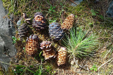Pine cones eaten by squirrels
