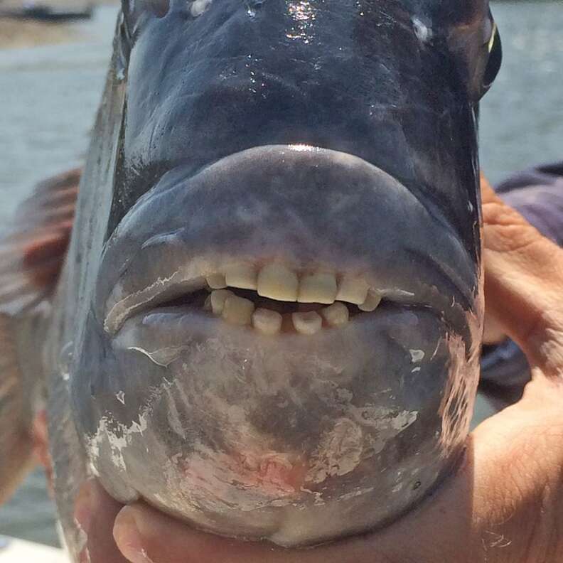 sheepshead fish human teeth photos