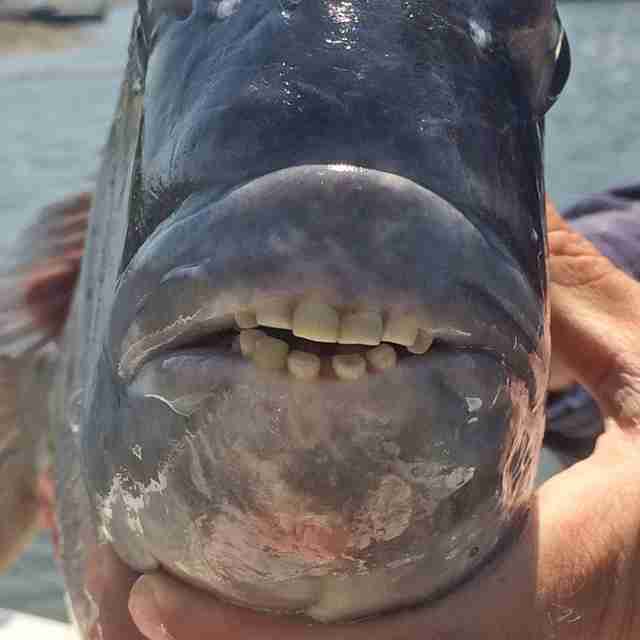 This Sheepshead Fish And His 'Human' Teeth Are Freaking